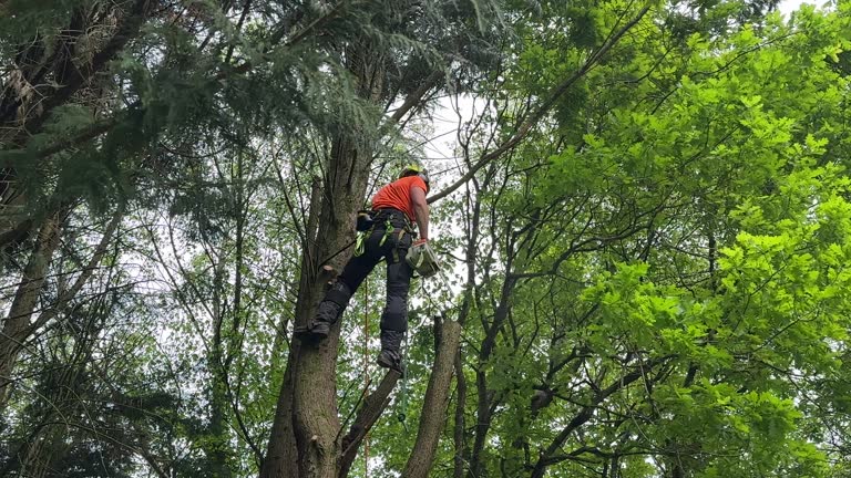 Best Tree Preservation Services  in USA